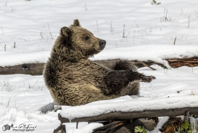 Snow`s Cub Playing May 2025